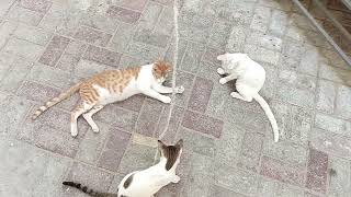 Funny Cats Playing Together | Cute cats | cats videos | Cute cats videos