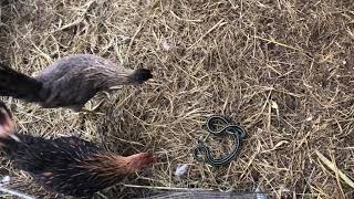 Chickens vs Snake