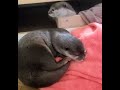 otter genki looks so funny watching daddy from her cosy bedroom😁🦦🥰and kiki is feeling lazy sleeping🤣