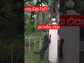 අඩෝ වරෙන් වරෙන් බල්ලා සැර නෑ 🤣😁😁😆 viral shorts funny comedy funnymoments මනී bro