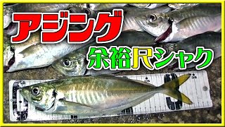 アジング！ 余裕尺シャクなアジが連発！？ 【 アジング アジ 和歌山 釣り 】