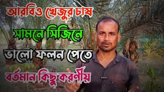 আরবিও খেজুর চাষ || সামনে সিজনে ভালো ফলন পেতে বর্তমান কিছু করণীয় || Arabic Dates