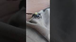 A carpenter bee on my leg | Une abeille charpentière sur ma jambe