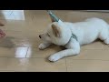 【豆柴】【推し犬確定】子犬がお散歩❣️🐕デビューまでの軌跡✨