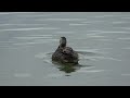 grey ducks birds of new zealand