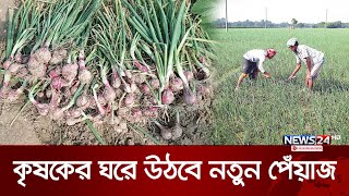 রাজবাড়ীতেও মুড়িকাটা পেঁয়াজ পরিচর্যায় ব্যস্ত কৃষক | Rajbari Farmers | News24