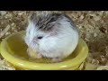 【ハムスター】与えてはいけない危険な食べ物！the food which you must not put up to a hamster