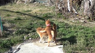 今日の柴犬隊　小梅の行動変化（イチにマウンティング？）の記録