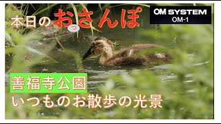 OM-1ムービー・善福寺公園でいつものおさんぽ・本日のおっさんぽ