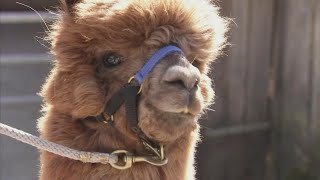 These Alpacas Are the Pandemic Therapy We All Need