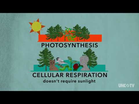Do plants perform cellular respiration?