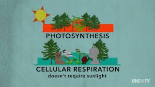 Plant Respiration | Sci NC