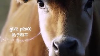 慈悲，是最珍貴的聖誕禮物 Merry Christmas to ALL sentient beings!