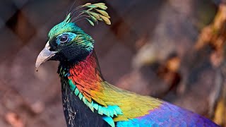 NO COPYRIGHT VIDEOS - ALL BIRDS VIDEOS ( Pixabay ) - JARICO - WAVES ( NCS BEST OF )