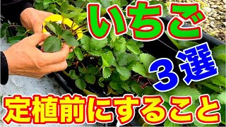 イチゴの定植１ヶ月前にやる事３選！！〜サラリーマンでも出来るいちご栽培シリーズ〜