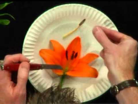 Spring Flowers Youtube