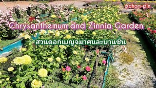 Chrysanthemum and Zinnia Garden(สวนดอกเบญจมาศและบานชื่น)@Thailand