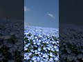 【nemophila】 ひたち海浜公園のネモフィラ畑が美しい！ ネモフィラ nemophilla