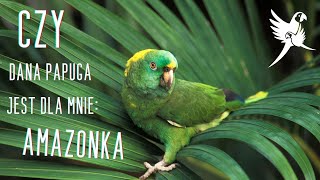 Czy dana papuga jest dla mnie: Amazonka  | www.parrotplanet.pl