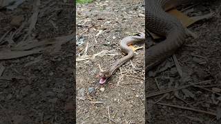 सांप आखिर क्या चीज खा लिया हे अंत तक देखें #snake #viralvideo #trending #youtubeshorts #shorts