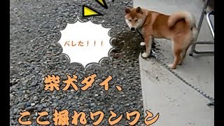 柴犬ダイ、ここ掘れワンワン