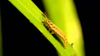 Green lacewing larvae vs. bird cherry-oat aphid