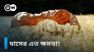 ভূমিধস প্রতিরোধে সক্ষম যে ঘাস