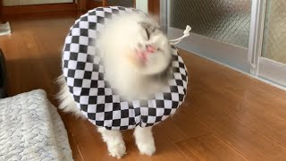 【猫ドリル】 エリザベスカラー着けながらブルブル　Cone Of Shame Donut Elizabethan Collar