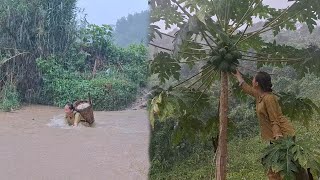 17 year old single mother - Pregnant mother picked papaya during a storm and found her puppy