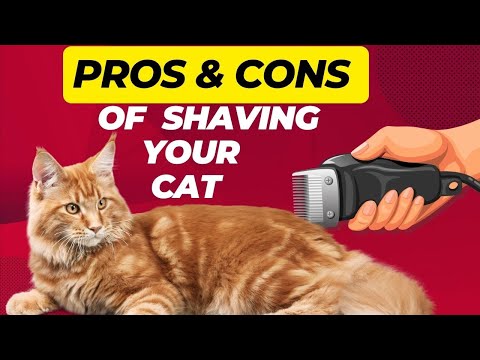 Is it OK to shave an indoor cat?