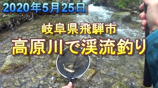 岐阜県飛騨市 高原川で渓流釣り 2020年5月25日