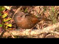 streaked laughing thrush a cheery bird of the himalaya