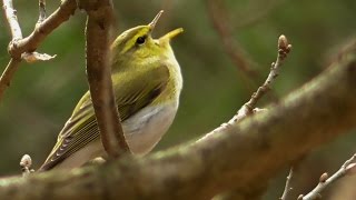 Пение пеночки-трещотки в весеннем лесу [Phylloscopus sibilatrix]