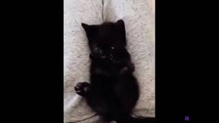 Cat realizes that he has 4 paws