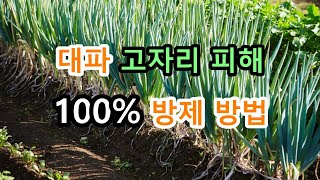 대파 재배법 대파 고자리파리 100% 방제방법 Green onion cultivation method