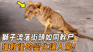 獅子骨瘦如柴流浪街頭暈倒，躺在地上暴曬等死，獲救後的變化令人震驚！