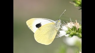 Pieris cheiranthi male courting Hebomoia glaucippe female