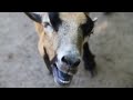 coughing goat