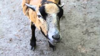 Coughing goat