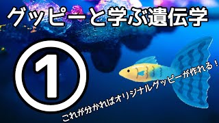 【グッピー】1分半で分かる遺伝の仕組み講座①