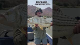 HUGE TIGER FISH; Lower Zambezi #Shorts