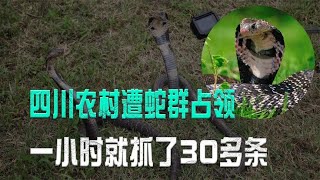 四川农村遭蛇群占领，专家冒死徒手抓蛇，一小时就抓了30多条