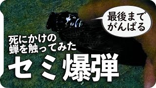 【セミ爆弾】死にかけの蝉を触ってみたら動かないので調子に乗った結果【セミファイナル】