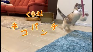 ネコパンチ特訓中！！【短足マンチカン】