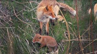 Father Fox Tries to Lead His Cub Out, But It Doesn't Go as Planned