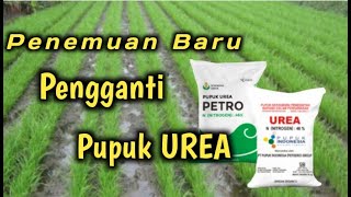 Belum banyak yang tahu pengganti pupuk urea buatan sendiri