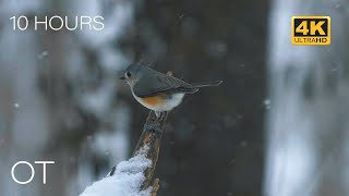 Relaxing Bird Scenes With Ambient Forest Bird Sounds 4K | Sleep | Study | Outdoor Wildlife Ambience
