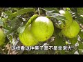 59岁大叔投资15万开荒种植果树，10年后收入上百万，看看种的是啥