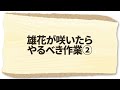 家庭菜園や農園のトウモロコシ栽培で実の肥大化の秘訣！トウモロコシの雄花と雌花の管理方法とトウモロコシの育て方！【農家直伝】