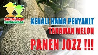 DulurTani ID : Kenali Hama Penyakit Tanaman Melon